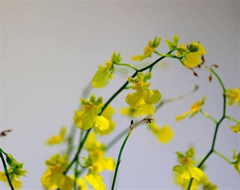 黃色蘭花花語 穴的造詞